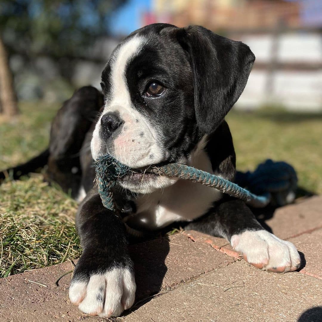 Aaron - Boxer