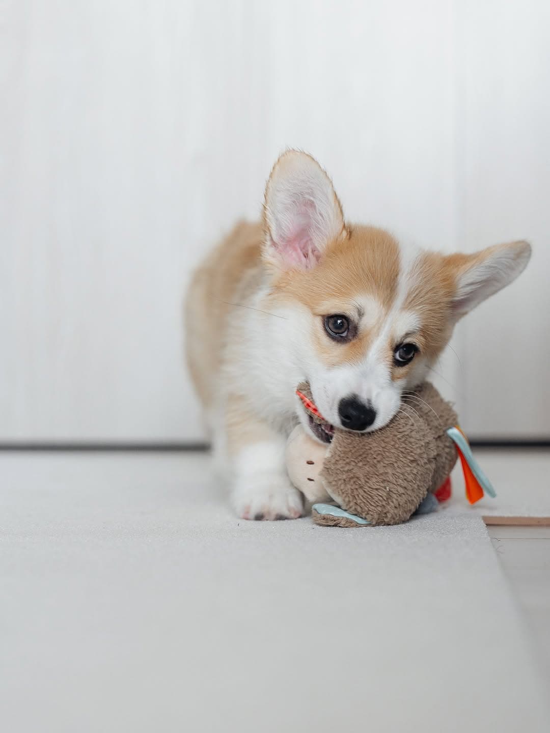 Chou - Corgi Galés de Pembroke
