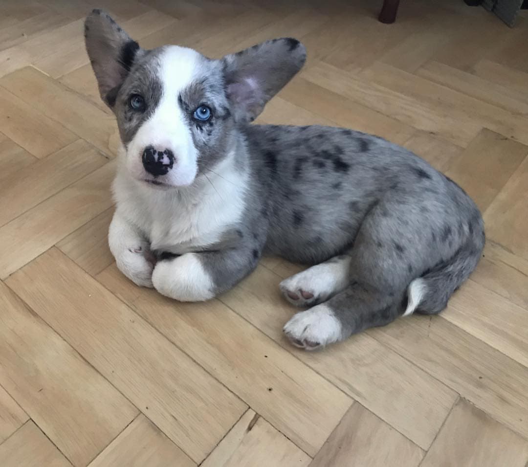 Dan - Corgi Galés de Pembroke