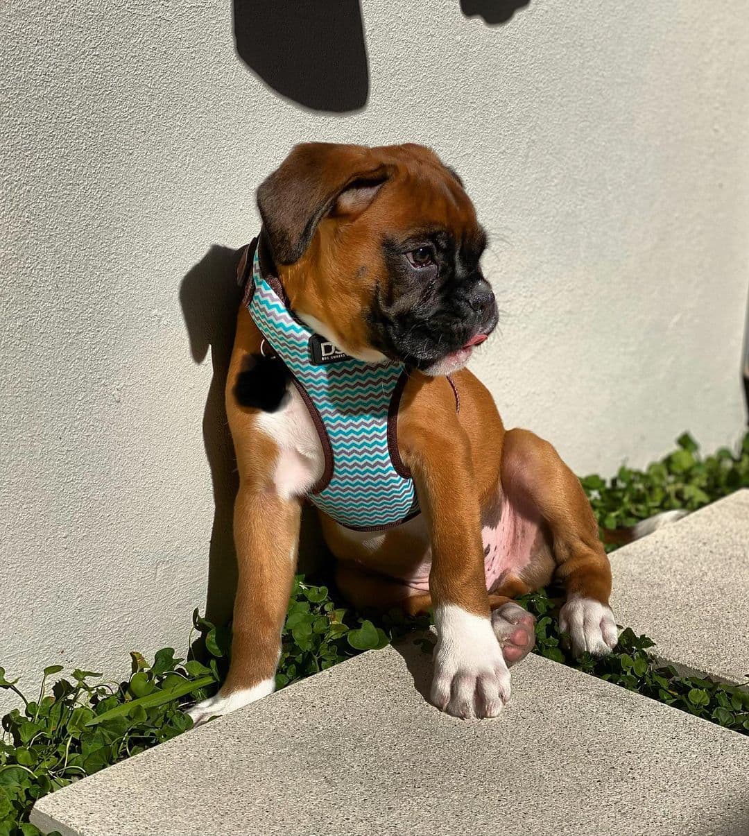 Don - Boxer