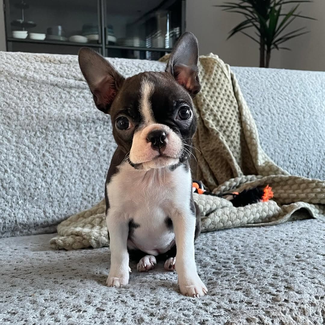 Frank - Boston Terrier