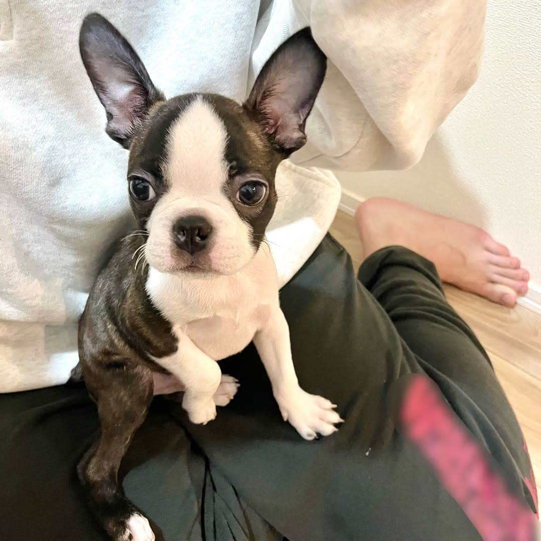 Gabby - Boston Terrier