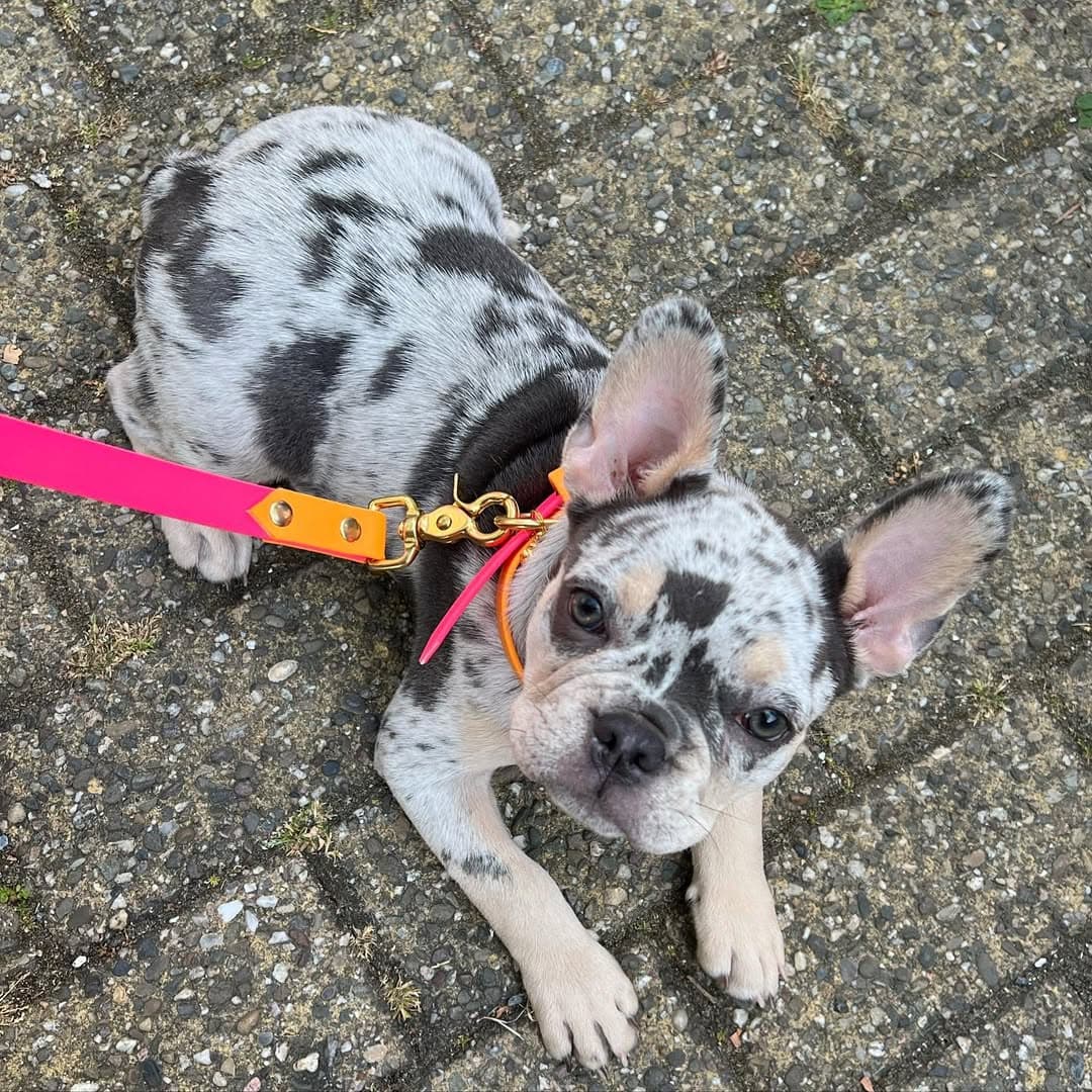 Jim - Bulldog Francés