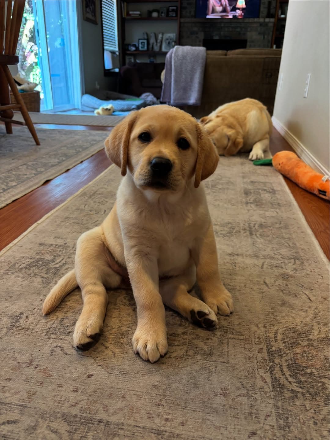 Joy - Labrador Retriever
