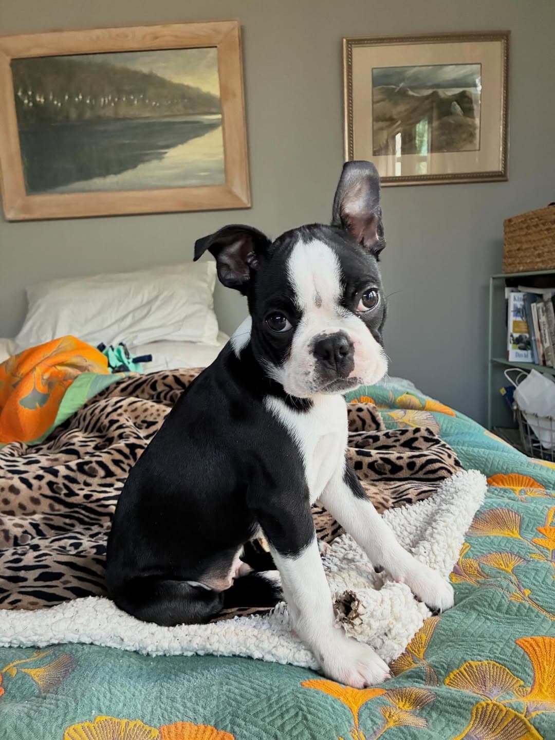 Julie - Boston Terrier