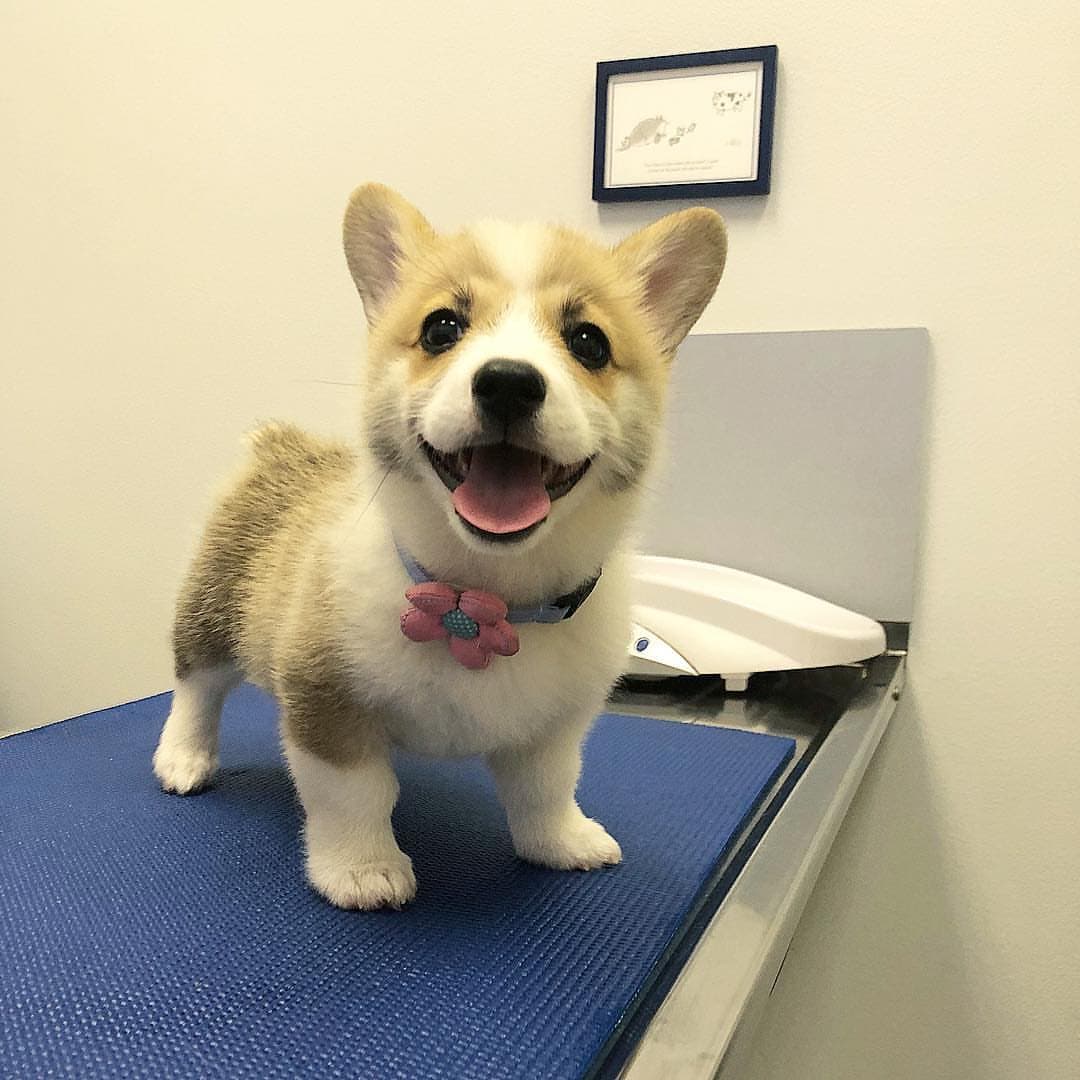 Kim - Corgi Galés de Pembroke