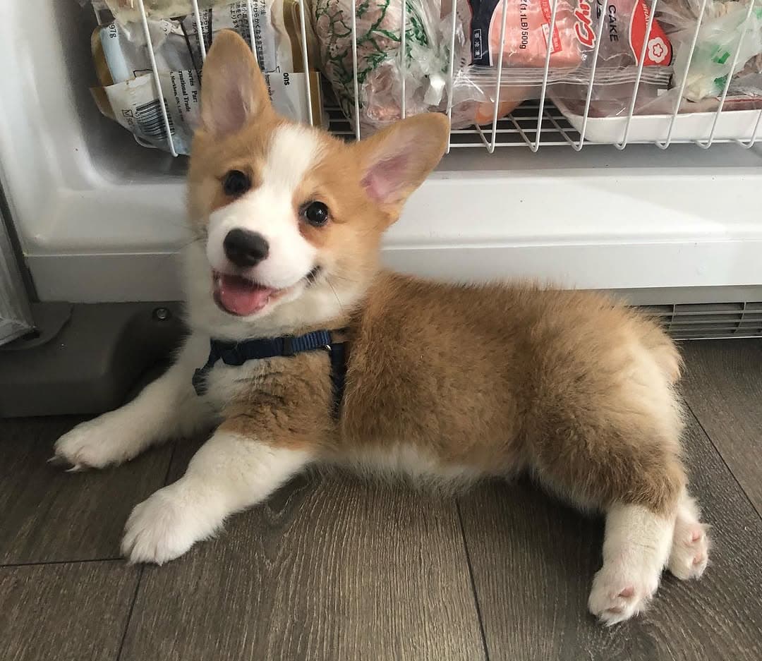 Kobe - Corgi Galés de Pembroke