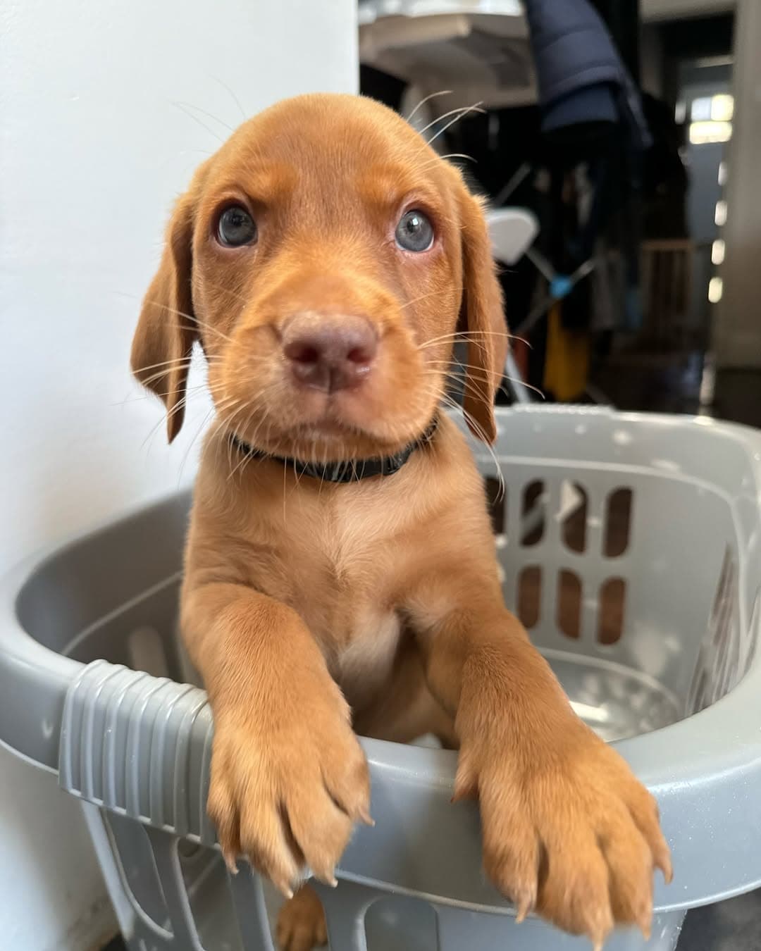 Koma - Labrador Retriever