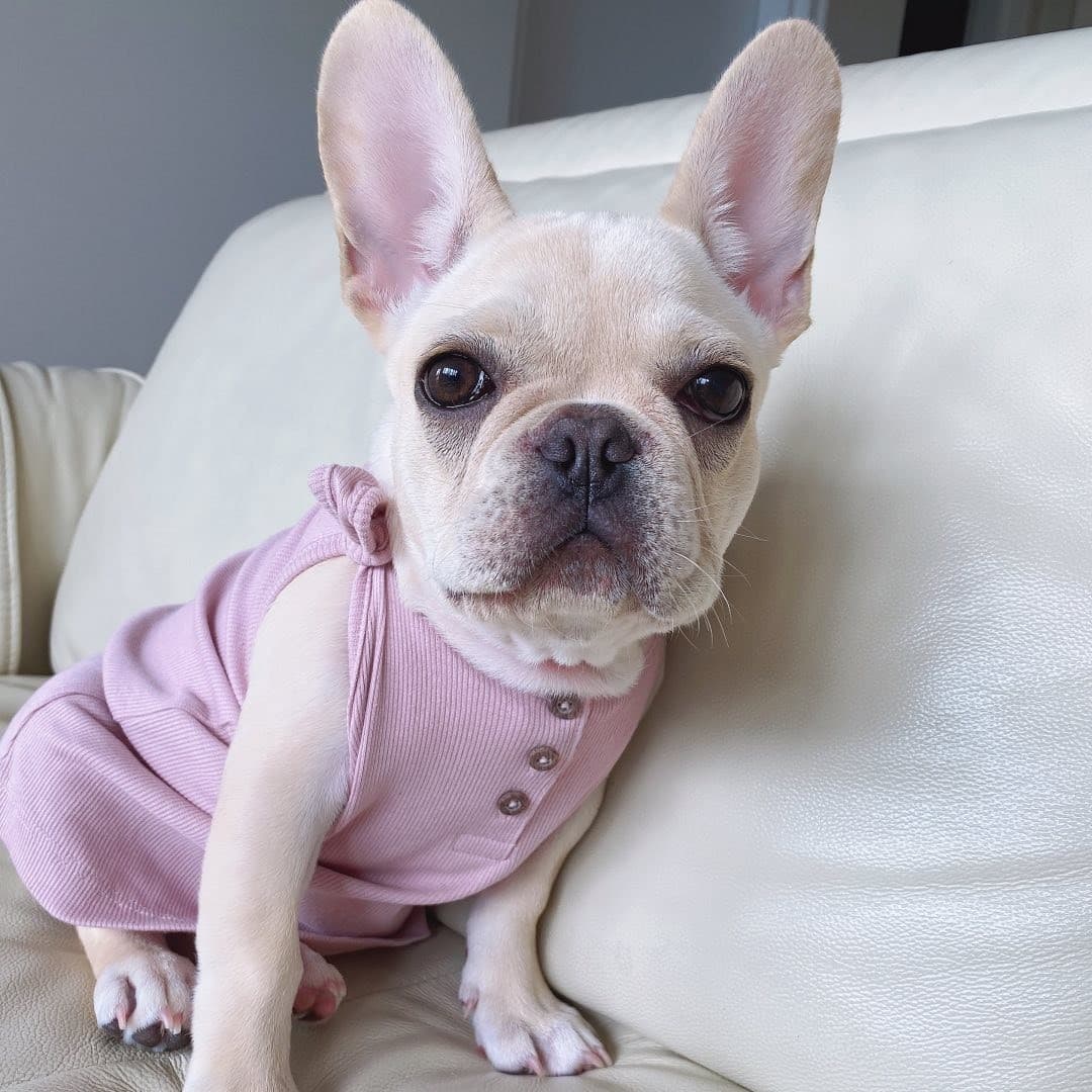 Lorna - Bulldog Francés
