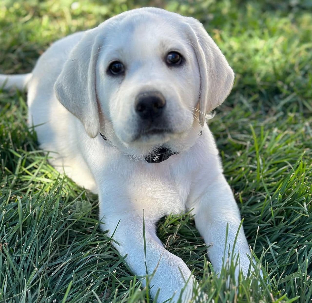 Mike - Labrador Retriever