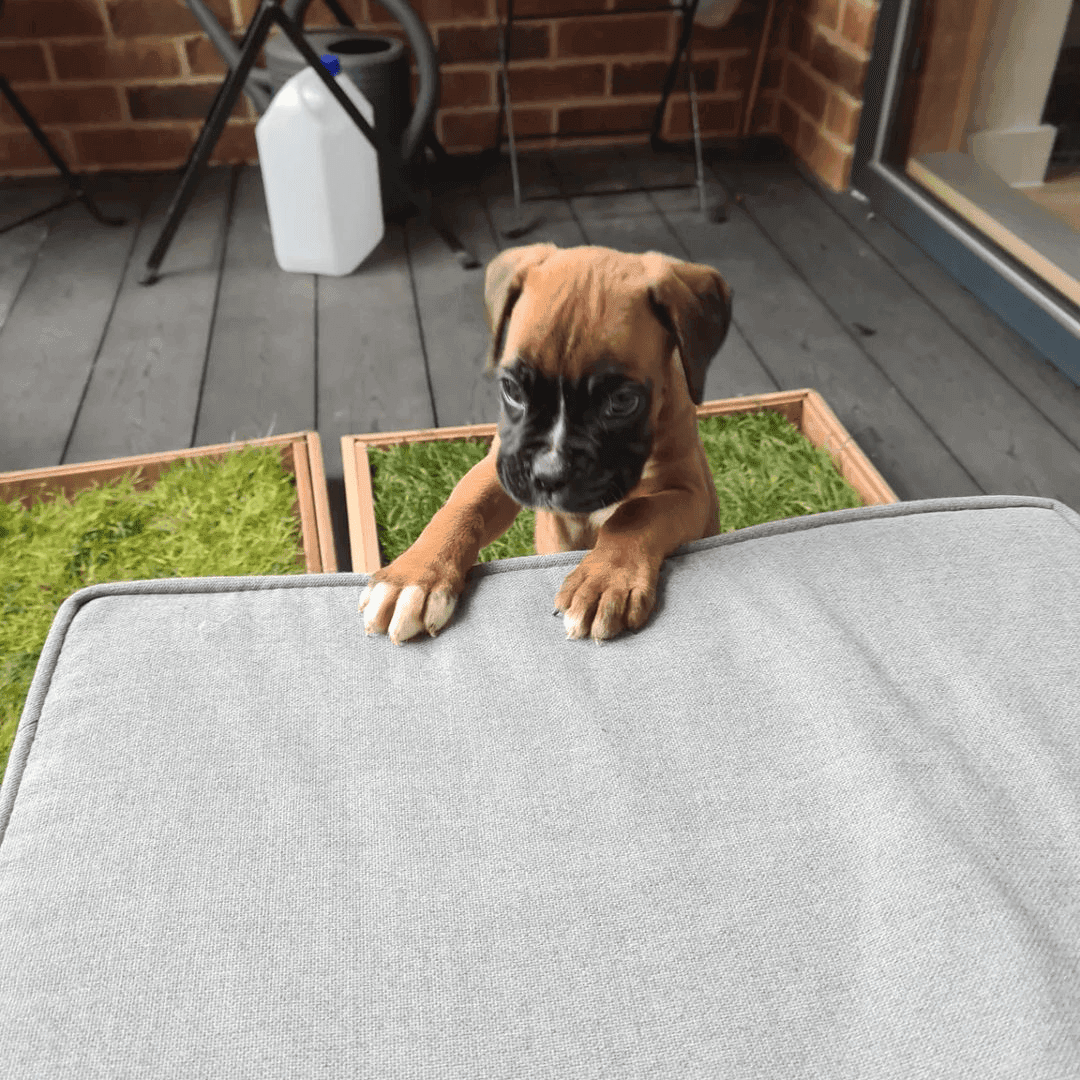 Nill - Boxer