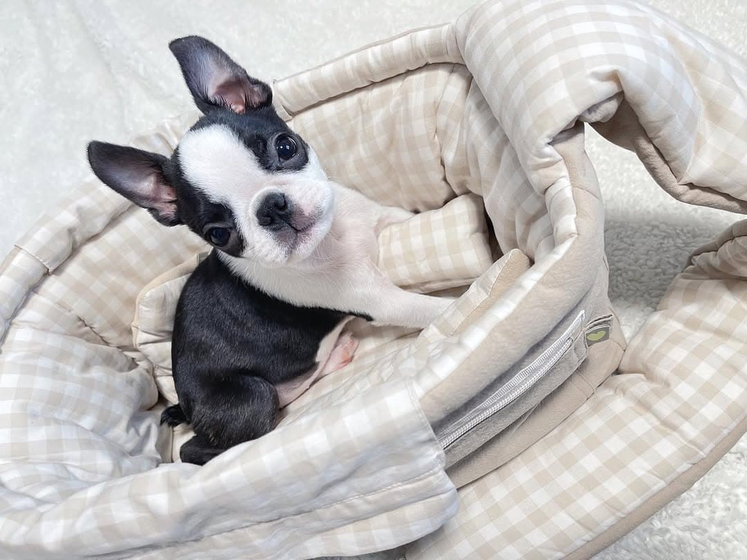 Quin - Boston Terrier
