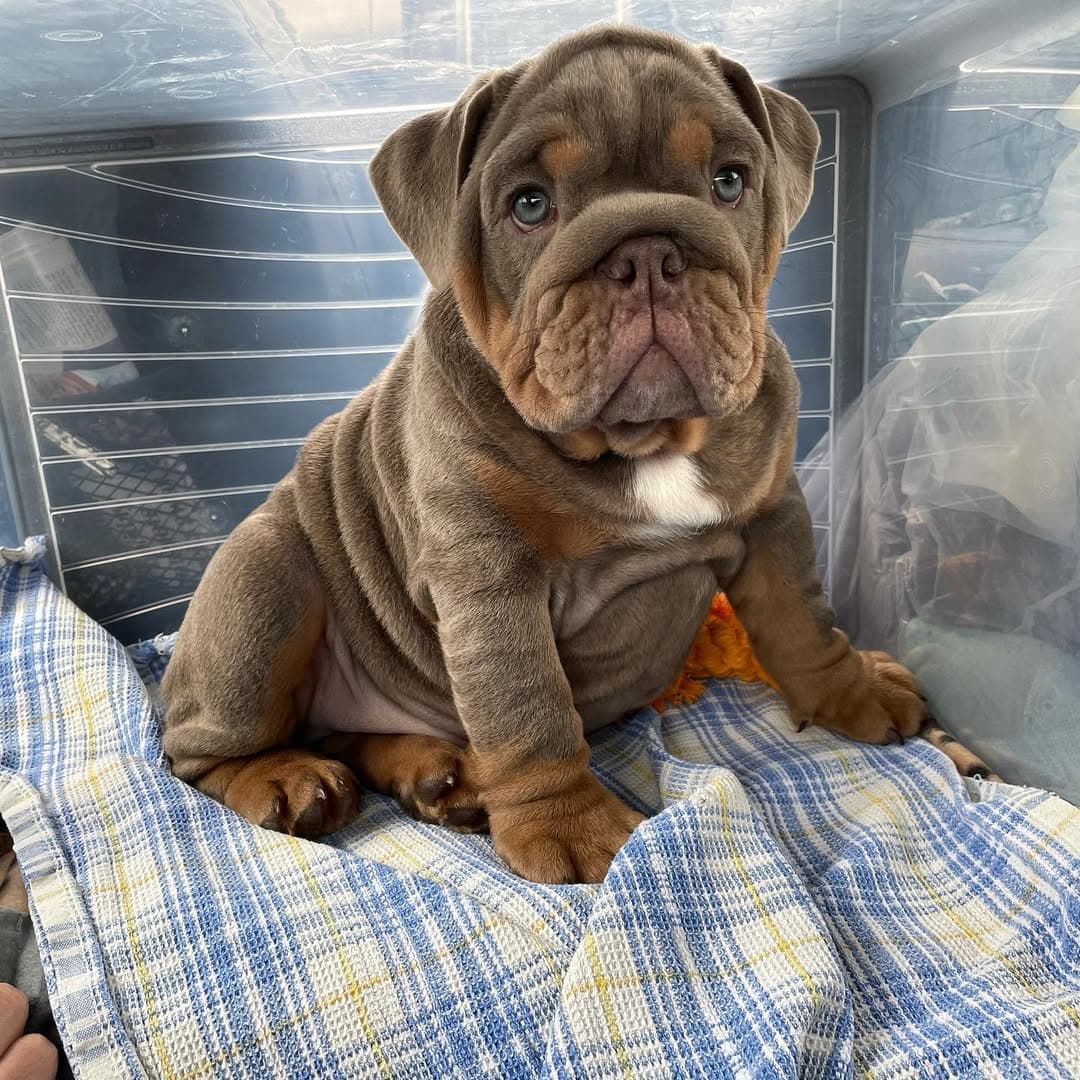 Sherif - Bulldog Francés