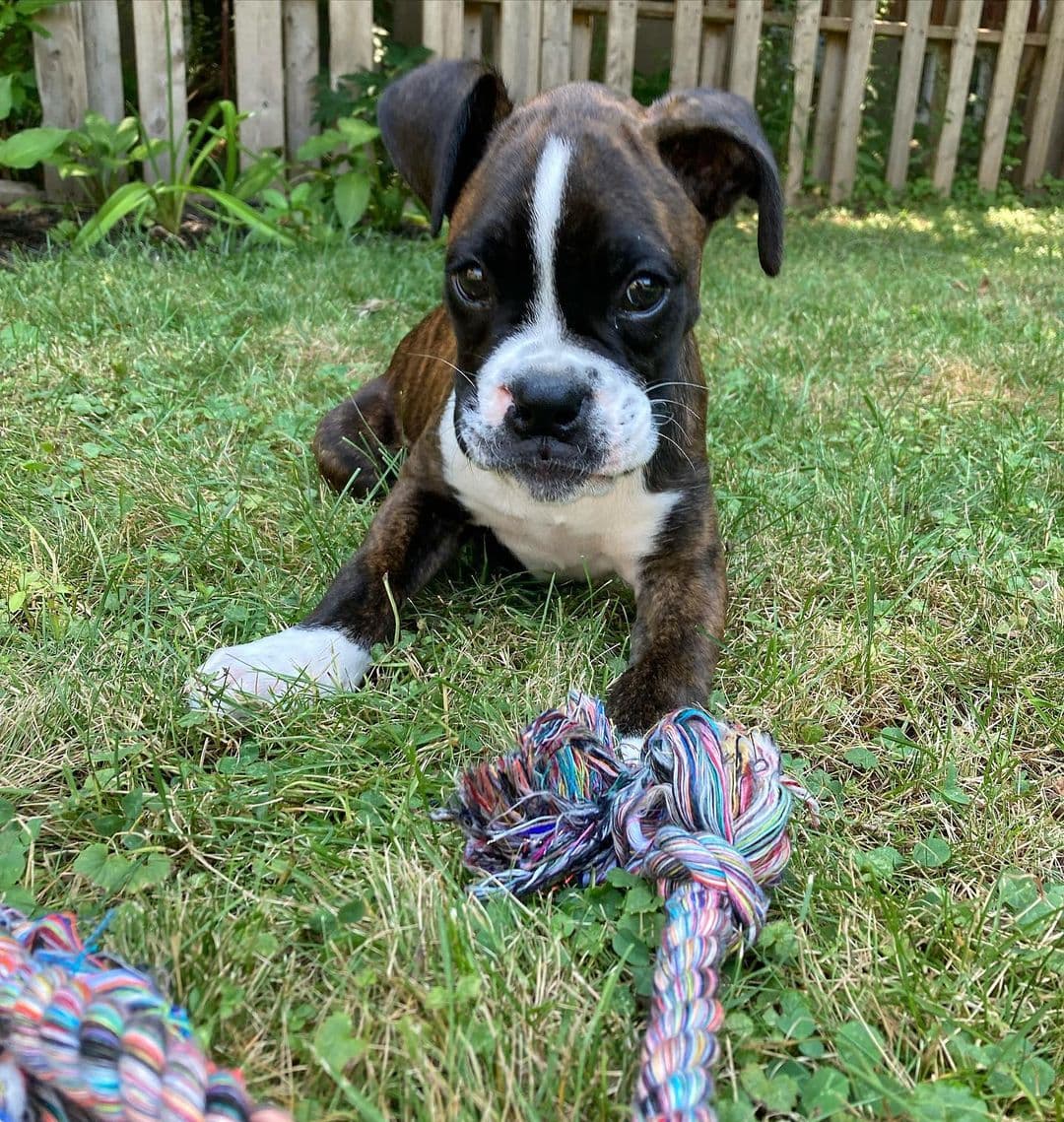 Tilly - Boxer
