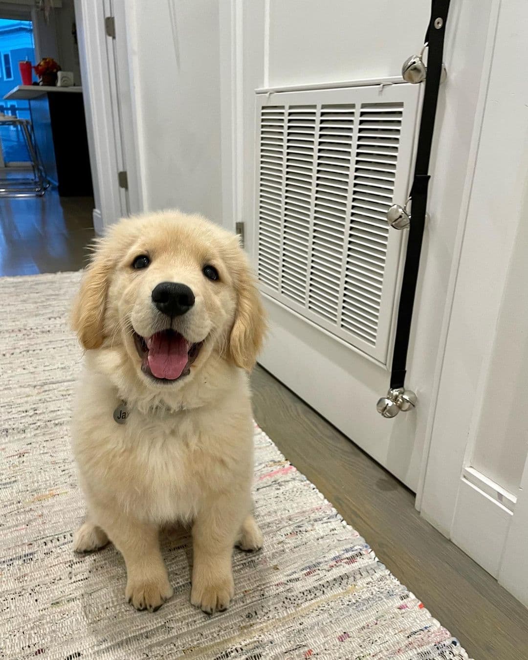 Jack - Golden Retriever