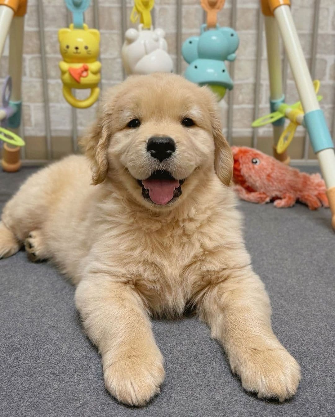 Lexie - Golden Retriever