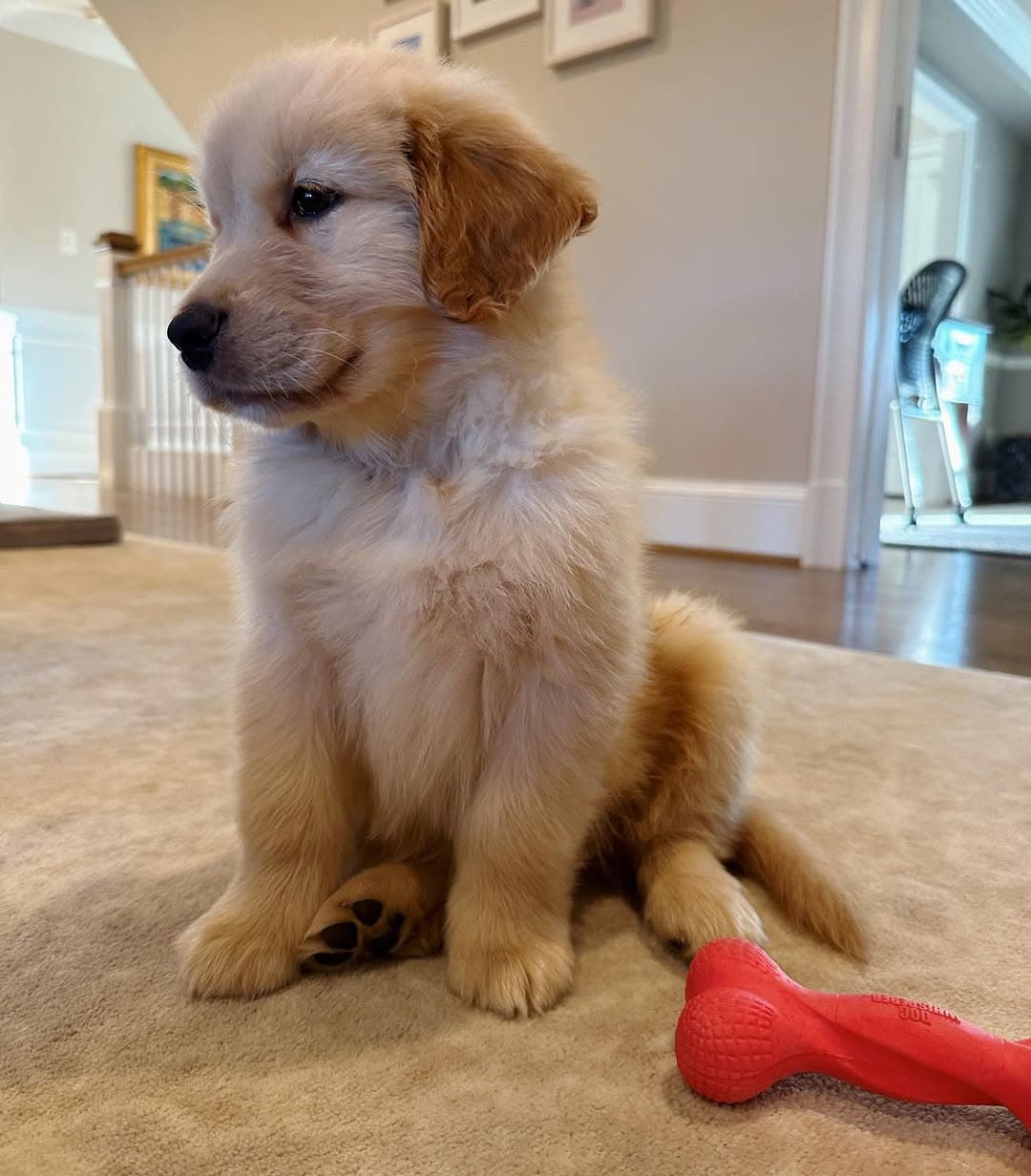 Winnie - Golden Retriever